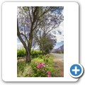 Breede Valley - Jacarandab&auml;ume