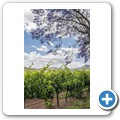 Breede Valley - Weinbau