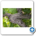 Breede Valley - Weinbau