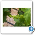 Breede Valley - Weinbau