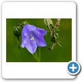 Blumen