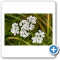 Blumen