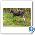 Sm&aring;landet Elchpark