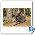 Sm&aring;landet Elchpark