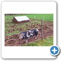 Schweine
