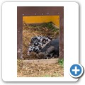 Schweine
