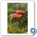 Pilze