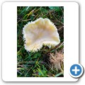 Pilze