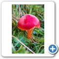 Pilze