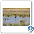 Kalahari - Marabu
