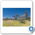 Kalahari