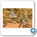 Kalahari - Leben auf dem Misthaufen