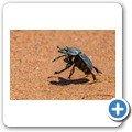 Kalahari - Leben auf dem Misthaufen