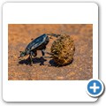 Kalahari - Leben auf dem Misthaufen