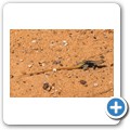 Kalahari