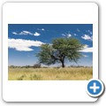 Kalahari