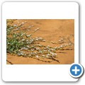 Kalahari