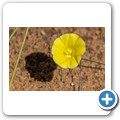 Kalahari