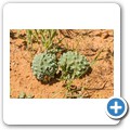 Kalahari
