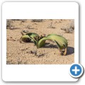 Damaraland