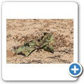 Damaraland