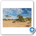 Damaraland - W&uuml;stenelefanten