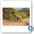 Damaraland - W&uuml;stenelefanten