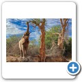 Damaraland - W&uuml;stenelefanten