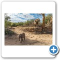 Damaraland - W&uuml;stenelefanten