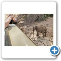 Damaraland - W&uuml;stenelefanten
