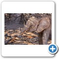 Damaraland - W&uuml;stenelefanten