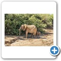 Damaraland - W&uuml;stenelefanten