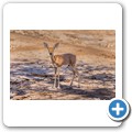 Damaraland - Buschbock
