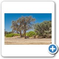 Damaraland - W&uuml;stenelefanten