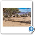 Damaraland - Strau&szlig;e