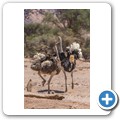 Damaraland - Strau&szlig;e