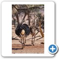 Damaraland - Strau&szlig;e