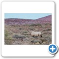 Damaraland - Nashorn-Trekking