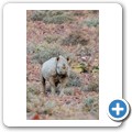 Damaraland - Nashorn-Trekking