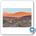 Damaraland - Nashorn-Trekking