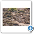 Damaraland - Nashorn-Trekking
