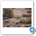 Damaraland - Nashorn-Trekking