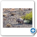 Damaraland - Nashorn-Trekking