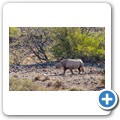 Damaraland - Nashorn-Trekking
