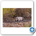 Damaraland - Nashorn-Trekking