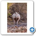 Damaraland - Nashorn-Trekking