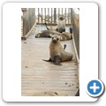 Cape Cross Seal Reserve