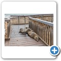 Cape Cross Seal Reserve