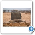 Cape Cross Seal Reserve