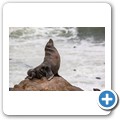 Cape Cross Seal Reserve